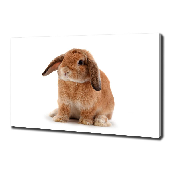 Cuadro canvas con impresión uv duradera horizontal conejo rojo