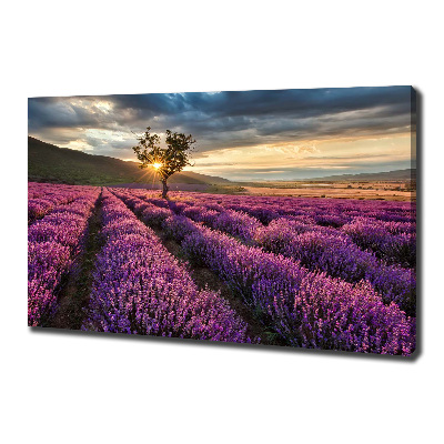 Cuadro canvas con impresión uv duradera horizontal campo de lavanda