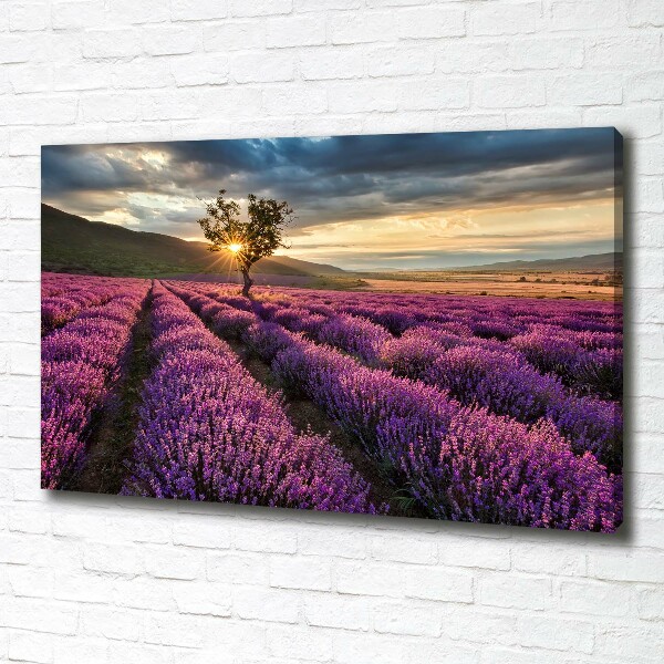 Cuadro canvas con impresión uv duradera horizontal campo de lavanda