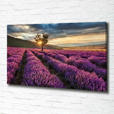 Cuadro canvas con impresión uv duradera horizontal campo de lavanda