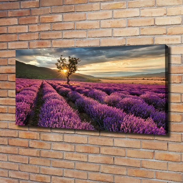 Cuadro canvas con impresión uv duradera horizontal campo de lavanda