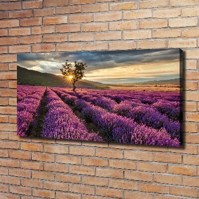 Cuadro canvas con impresión uv duradera horizontal campo de lavanda