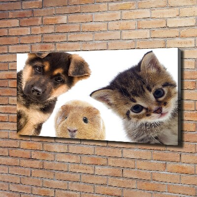 Cuadro canvas moderno de gran formato horizontal Mascotas