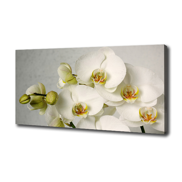 Cuadro canvas con impresión uv duradera horizontal Orquídea blanca