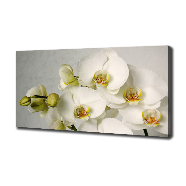 Cuadro canvas con impresión uv duradera horizontal Orquídea blanca