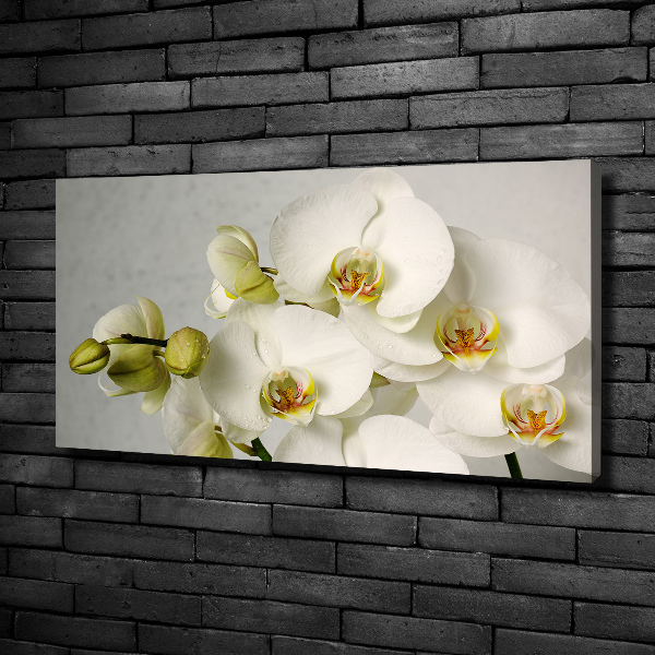 Cuadro canvas con impresión uv duradera horizontal Orquídea blanca