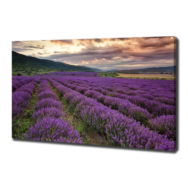 Cuadro canvas moderno de gran formato horizontal campo de lavanda