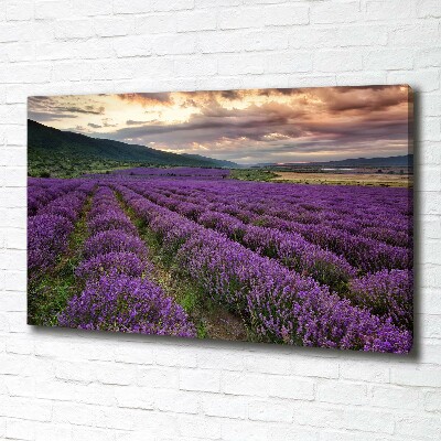 Cuadro canvas moderno de gran formato horizontal campo de lavanda
