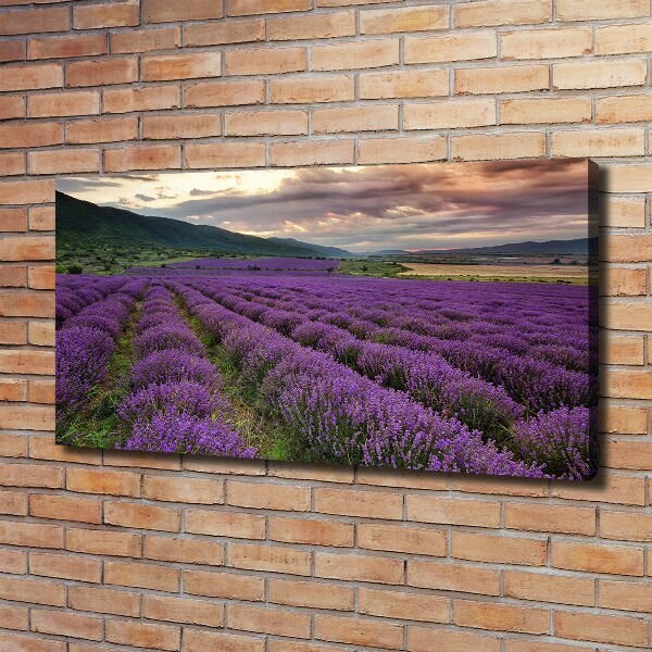 Cuadro canvas moderno de gran formato horizontal campo de lavanda