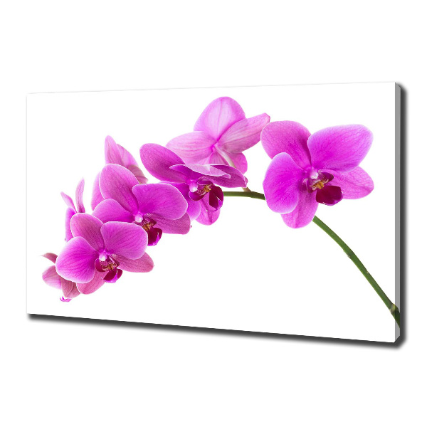 Cuadro canvas moderno de gran formato horizontal Orquídea rosa