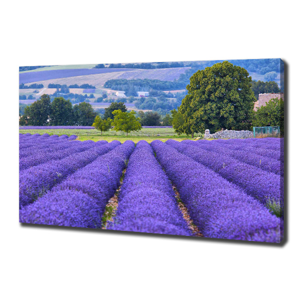 Cuadro canvas moderno de gran formato horizontal campo de lavanda
