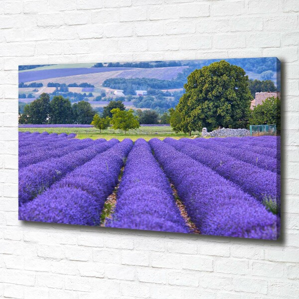Cuadro canvas moderno de gran formato horizontal campo de lavanda