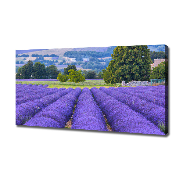 Cuadro canvas moderno de gran formato horizontal campo de lavanda