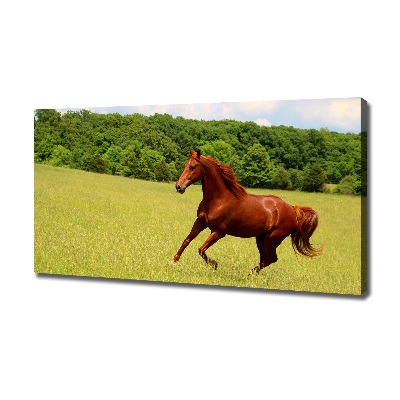 Cuadro canvas con impresión uv duradera horizontal Un caballo en el prado