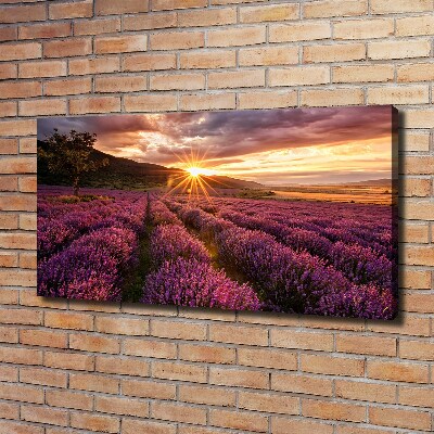 Fotocuadro en lienzo de alta calidad horizontal campo de lavanda