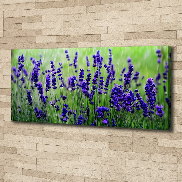 Fotocuadro en lienzo de alta calidad horizontal Lavanda