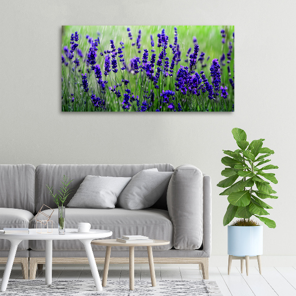 Fotocuadro en lienzo de alta calidad horizontal Lavanda