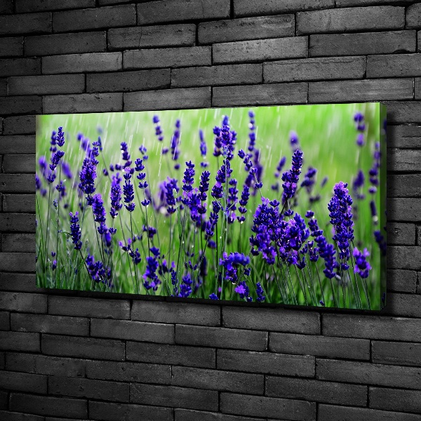 Fotocuadro en lienzo de alta calidad horizontal Lavanda