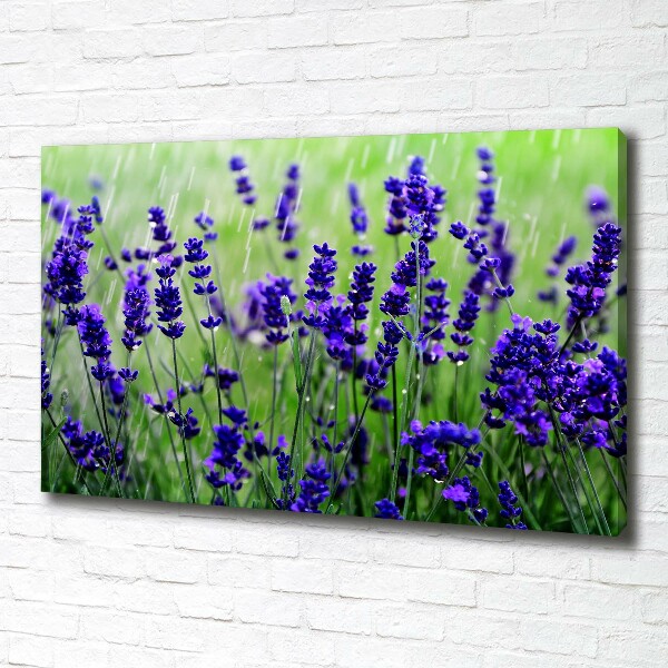 Fotocuadro en lienzo de alta calidad horizontal Lavanda