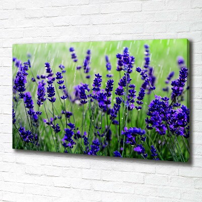 Fotocuadro en lienzo de alta calidad horizontal Lavanda