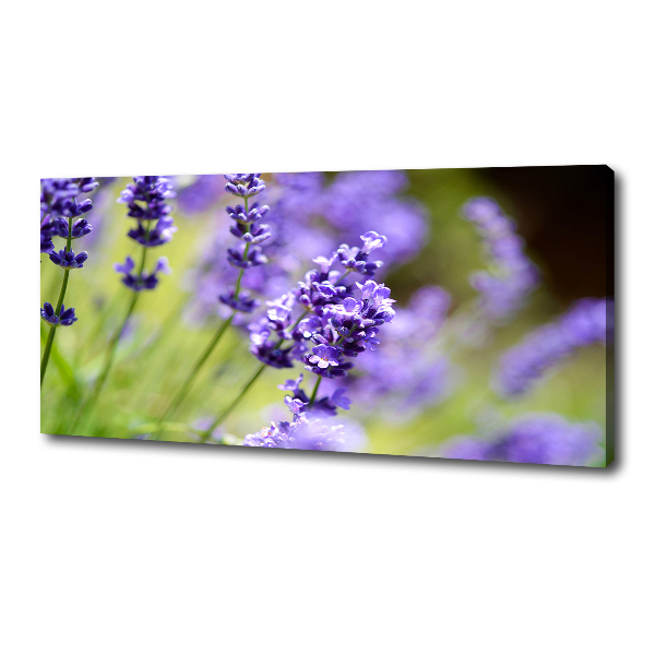 Cuadro canvas moderno de gran formato horizontal Lavanda