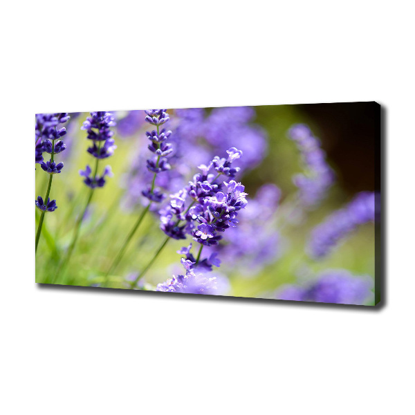 Cuadro canvas moderno de gran formato horizontal Lavanda