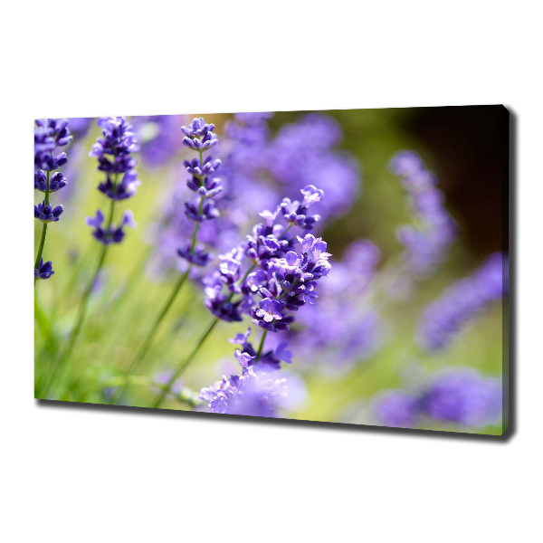 Cuadro canvas moderno de gran formato horizontal Lavanda