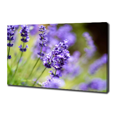 Cuadro canvas moderno de gran formato horizontal Lavanda
