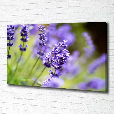 Cuadro canvas moderno de gran formato horizontal Lavanda