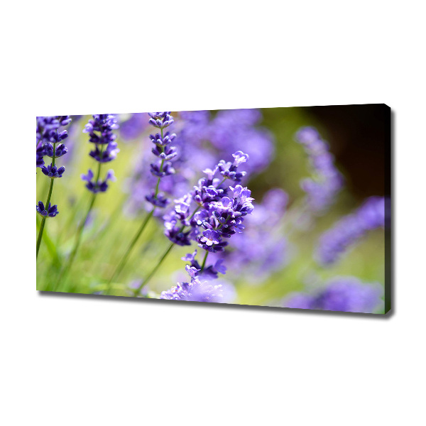 Cuadro canvas moderno de gran formato horizontal Lavanda
