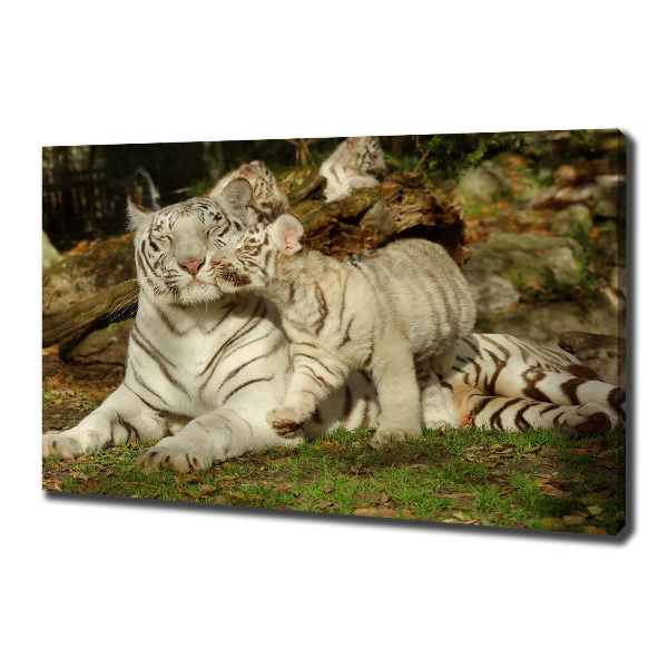 Cuadro canvas con impresión uv duradera horizontal Tigres