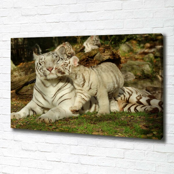 Cuadro canvas con impresión uv duradera horizontal Tigres