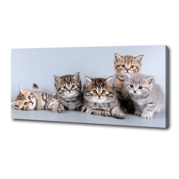 Cuadro canvas moderno de gran formato horizontal Cinco gatos