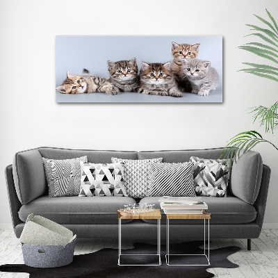 Cuadro canvas moderno de gran formato horizontal Cinco gatos