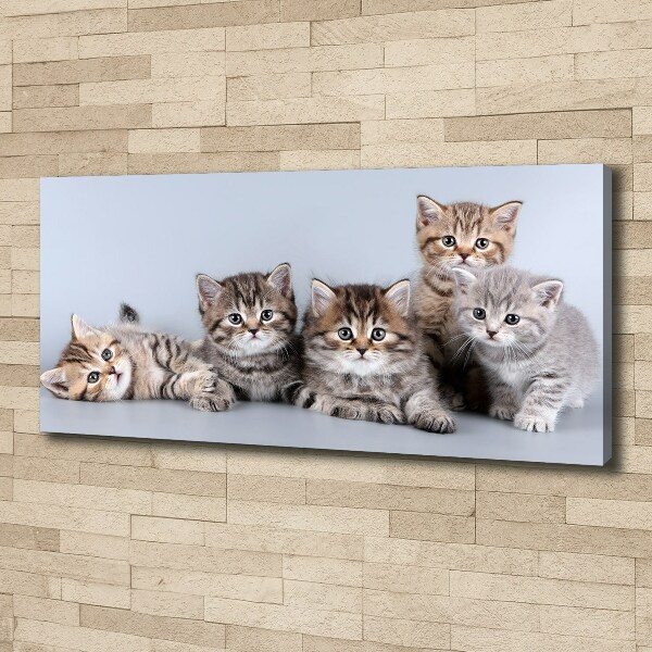 Cuadro canvas moderno de gran formato horizontal Cinco gatos