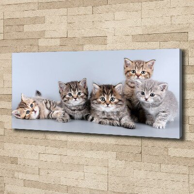 Cuadro canvas moderno de gran formato horizontal Cinco gatos