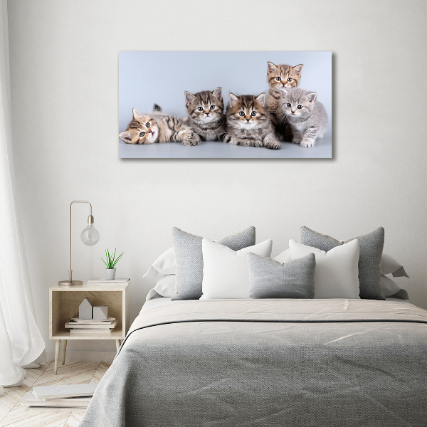 Cuadro canvas moderno de gran formato horizontal Cinco gatos