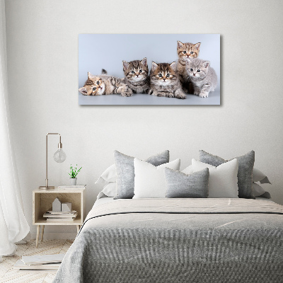 Cuadro canvas moderno de gran formato horizontal Cinco gatos