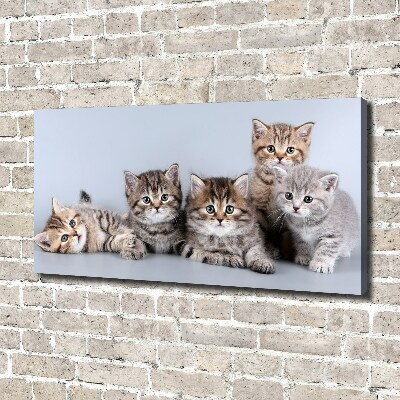 Cuadro canvas moderno de gran formato horizontal Cinco gatos