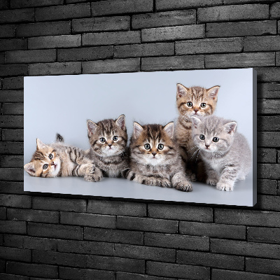 Cuadro canvas moderno de gran formato horizontal Cinco gatos