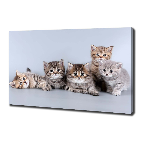 Cuadro canvas moderno de gran formato horizontal Cinco gatos