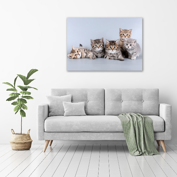 Cuadro canvas moderno de gran formato horizontal Cinco gatos