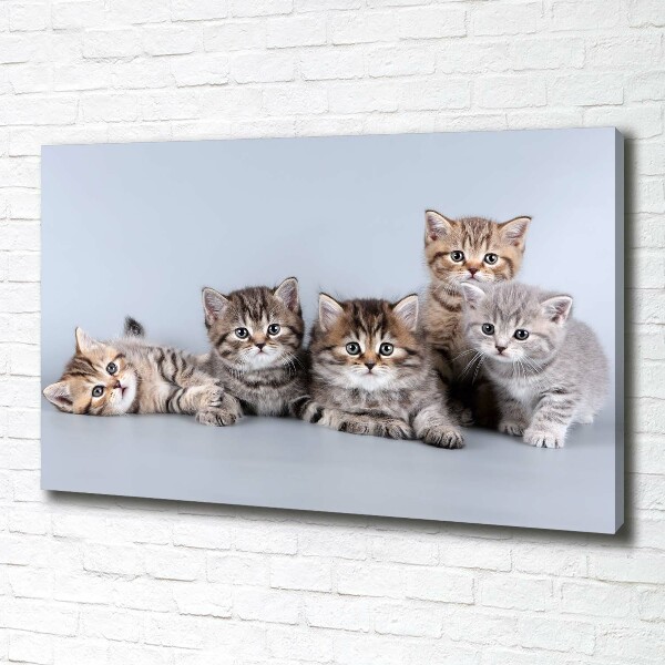 Cuadro canvas moderno de gran formato horizontal Cinco gatos