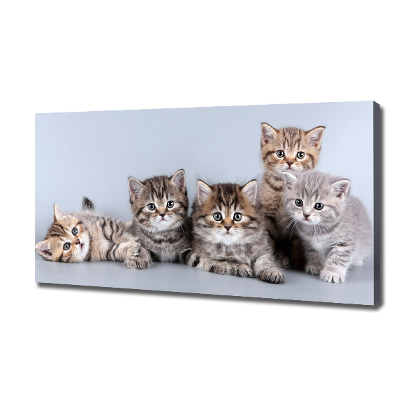 Cuadro canvas moderno de gran formato horizontal Cinco gatos