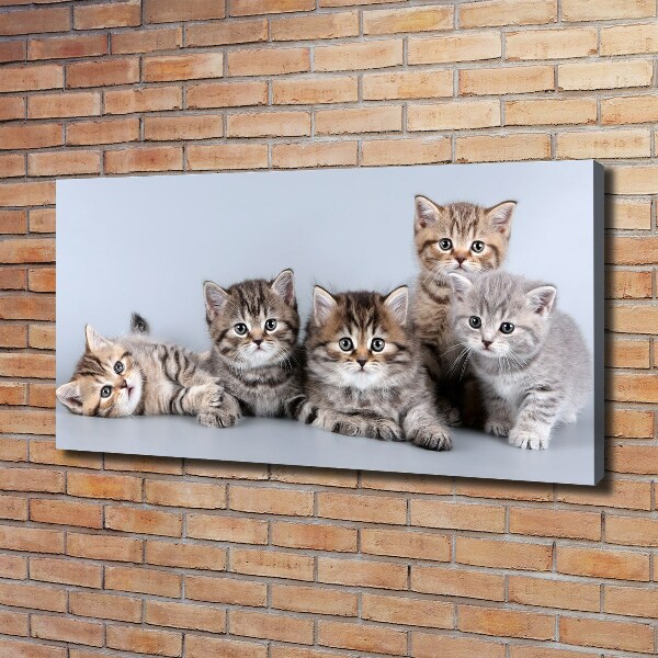 Cuadro canvas moderno de gran formato horizontal Cinco gatos