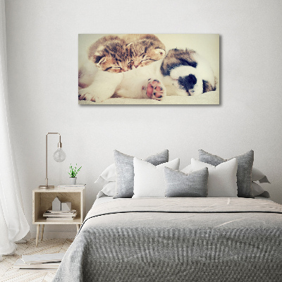 Fotocuadro en lienzo de alta calidad horizontal Dos gatos y un perro