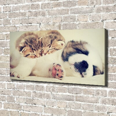 Fotocuadro en lienzo de alta calidad horizontal Dos gatos y un perro