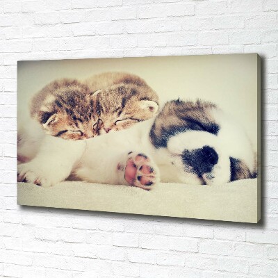 Fotocuadro en lienzo de alta calidad horizontal Dos gatos y un perro