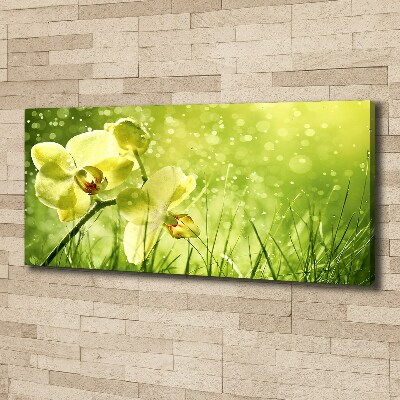 Foto obraz canvas Orchidea