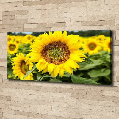 Cuadro canvas con impresión uv duradera horizontal Un campo de girasoles
